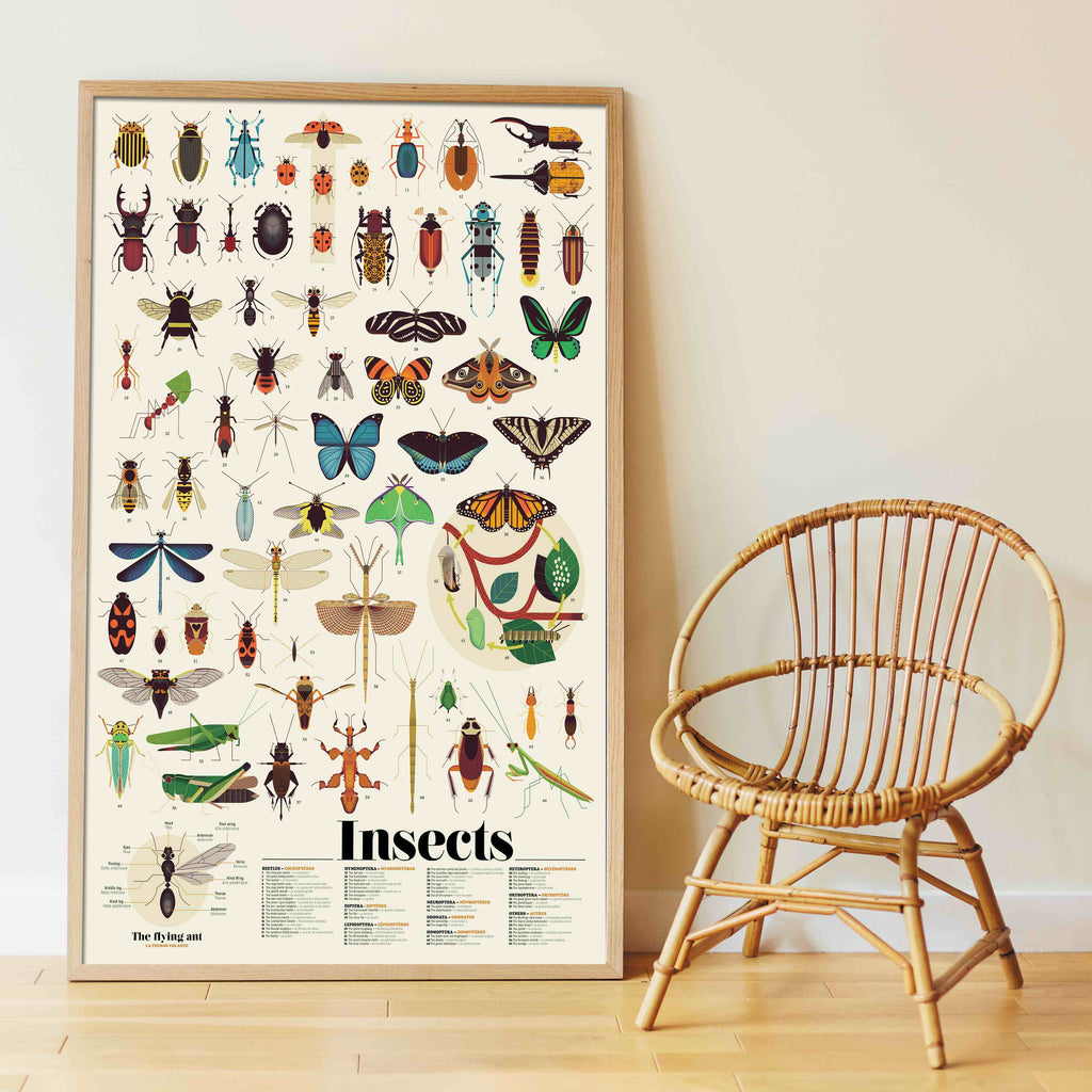 Poster XXL - os Insetos com Autocolantes Reposicionáveis